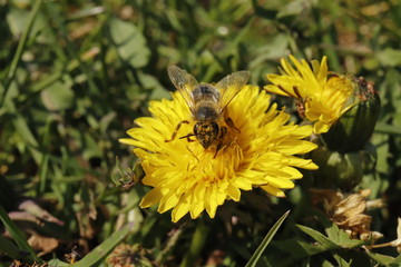 Biene, Flügel, Löwenzahn, Pollen, Natur, Makro, Nahaufnahme, Frühling, weiß, braun, grün, gelb
