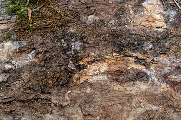 Texture of Bark