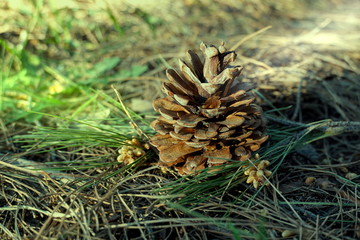 Pine cone in the wood. Old rotten pine cone on the forest ground