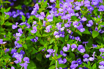 Brazilian Snapdragon, Amazon Blue is Biennial plants that can be released throughout the year