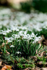 snowdrops