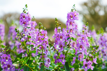 Fototapeta premium Little Turtle Flower, Angelonia is Biennial plants that can be released throughout the year
