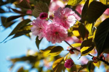 Finalmente primavera! Primo piano di albero di ciliegio da fiore (Prunus serrulata), fioritura sul...