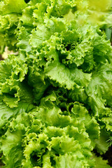 Edible greens in the garden. Juicy green leafy lettuce.