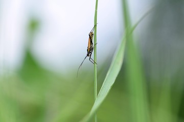 Fototapeta premium insect sits on a thin green stem of grass