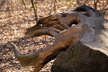 Old driftwood of unusual shape in the park