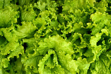 Edible greens in the garden. Juicy green leafy lettuce. - 337011824