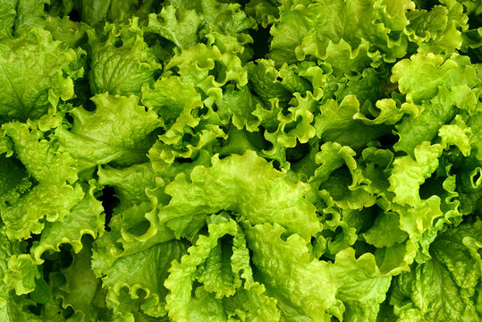 Edible Greens In The Garden. Juicy Green Leafy Lettuce.