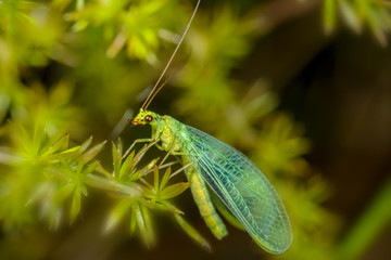 Side view of Chrysoperla carnea, on a green plant.
sylphide