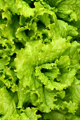 Edible greens in the garden. Juicy green leafy lettuce.