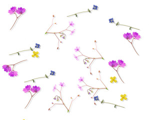 flowers wild background tiny minor spring isolated in white backgroun