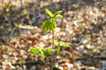 Junger Buchen Sprössling im Frühling