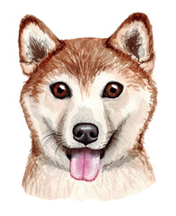 Watercolor illustration of a funny dog. Popular dog breed. Dog. Shiba Inu. Hand made character isolated on white