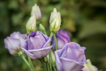 purple flowers in the garden