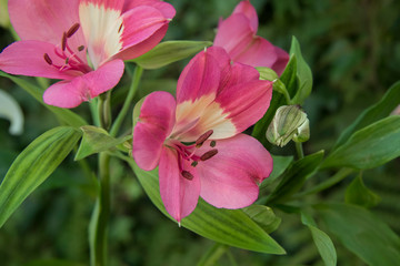pink alstroemeria flowers on a green background