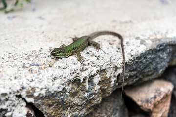 Lizard in the Gole dell’Alcantara Park in Sicily, Italy - 337014082