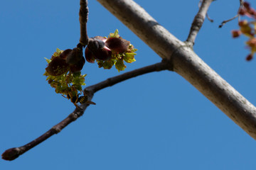 Fiori d'acero impollinati dalle vespe