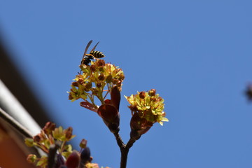 Fiori d'acero impollinati dalle vespe