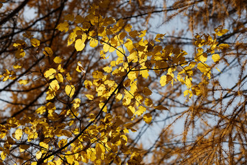 Yellow foliage of poplar in the fall. Poplar branch in the fall.