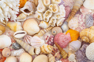 Seashells background. 