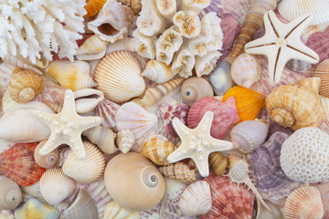 Seashells, corals and starfishes background. 