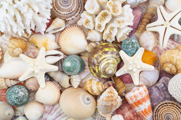 Corals, seashells and starfishes as background.