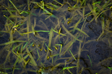 Detailaufnahme von Grashalmen die sich unter Wasser bzw. unter einer Schicht Eis befinden.