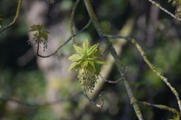 the Blossom of the Ash maple