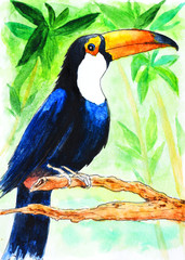 toucan bird on a branch of the tropics watercolor drawing