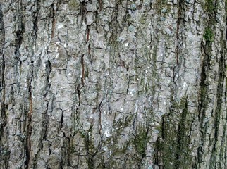 Obraz premium Expressive tree bark with a discernible silhouette of a lighter-colored heart. Beautiful natural background
