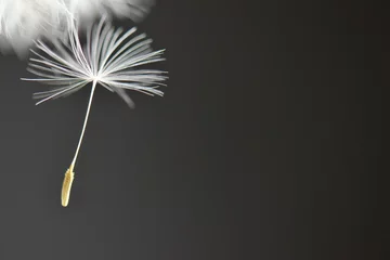 Foto op Canvas Falling dandelion seed black background  © MW Photography 