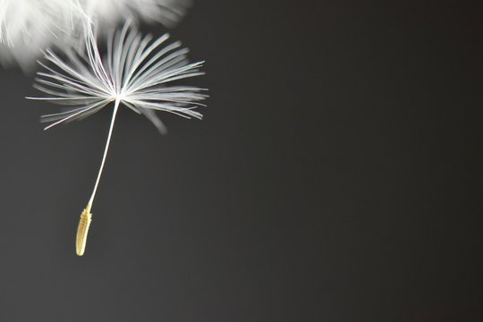 Falling dandelion seed black background 