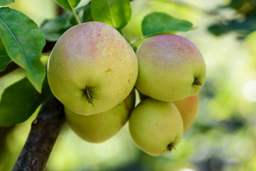 Green delicious apples hanging from a tree branch in an apple orchard