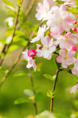Beautiful fragrant Chinese flowering crabapple