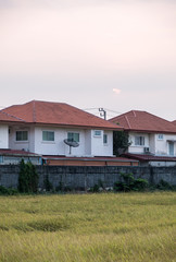 Paddy field is growing near the urban village.