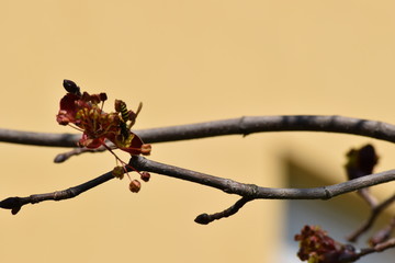 Fiori d'acero impollinati dalle vespe
