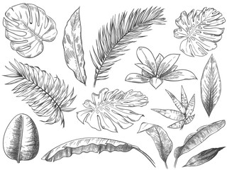 Hand drawn tropical leaves. Sketch tropic plants leafs, hand drawn exotic floral leaf vector illustration set. Exotic outline, line tropic botanical monstera © Tartila