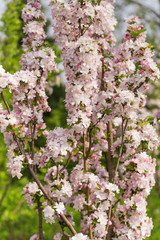 Beautiful fragrant Chinese flowering crabapple