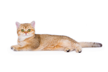 British little kitten on white background