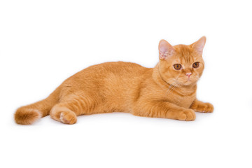 Ginger British cat on a white background