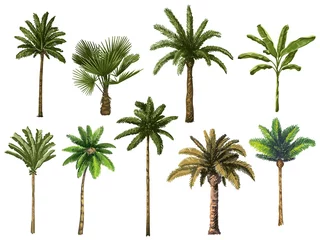 Poster Kleurrijke handgetekende palmboom. Retro tropische kokospalmen, vintage miami palmen vector illustratie set. Tropische boompalm, groene bloemen botanisch © Tartila