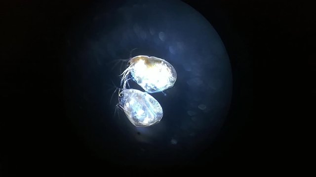 Close up of Micro organisms or microbes in microscop magnification. Macro, not 3d animation. Nano texture of Petri dish in microbiology lab. Abstract conceptual bio background. Microscopy zoom