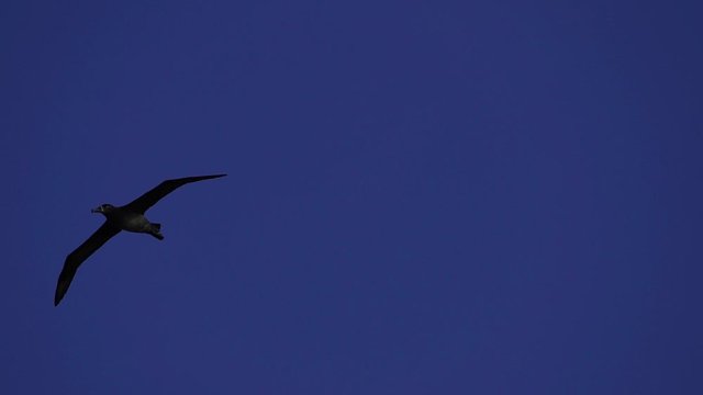 空を飛ぶクロアシアホウドリ　スローモーション
