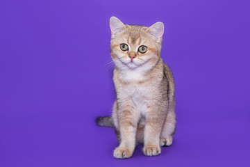 British little kitten on a purple background
