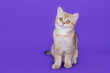 Obraz premium British little kitten on a purple background