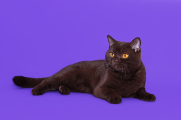 British black cat on a purple background