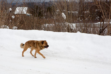 stray dog, hungry dog running along the road looking for food