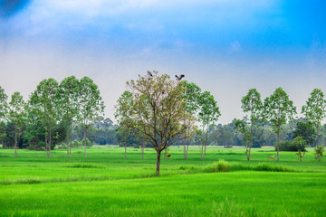 Fototapeta na wymiar close up view of a green rice field And surrounded by various species of trees, seen in scenic spots or rural tourism routes,livelihoods for farmers