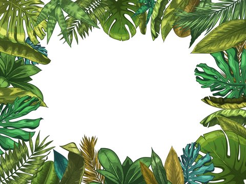 Green tropical leaves frame. Nature leaf border, summer vacation and jungle plants. Monstera and exotic palm tree leafs vector illustration. Palm exotic leaf, tropical floral copyspace