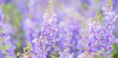 Beautiful flowers blooming in garden